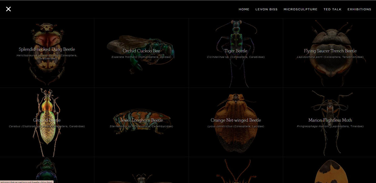 Microsculpture-莱文·比斯的昆虫肖像
